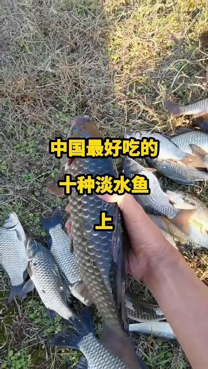 十大最好吃的淡水魚
