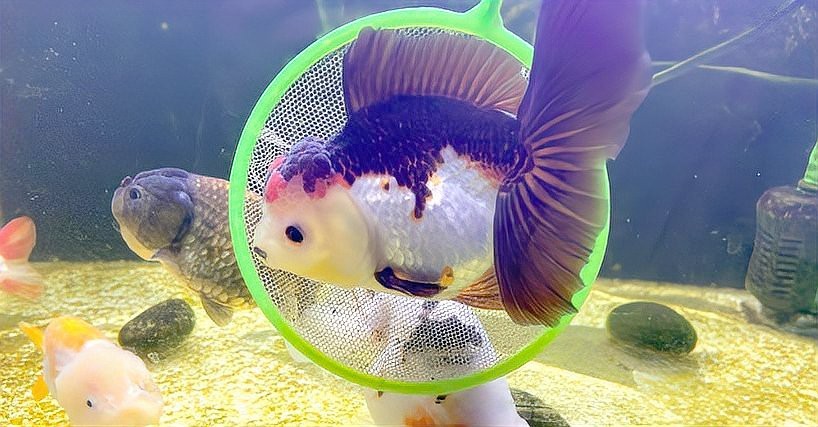 24K金龍魚褪色后影響價值嗎？