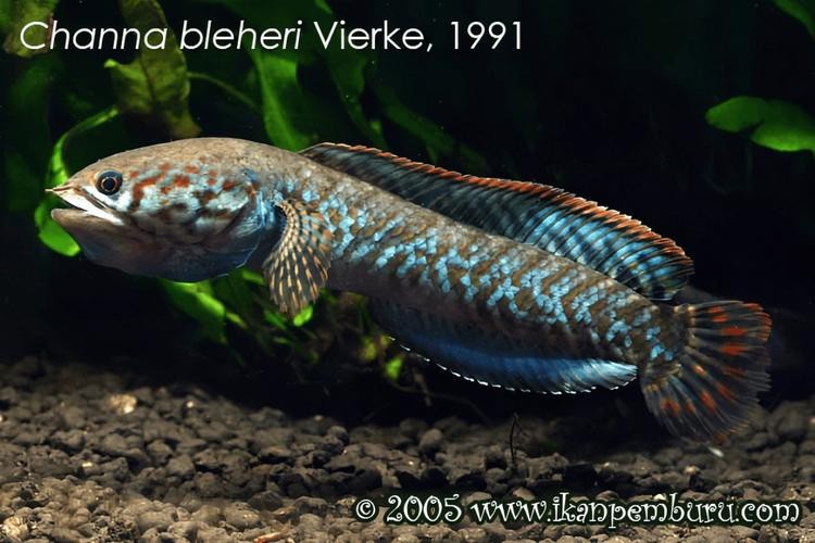 野生雷龍魚圖片