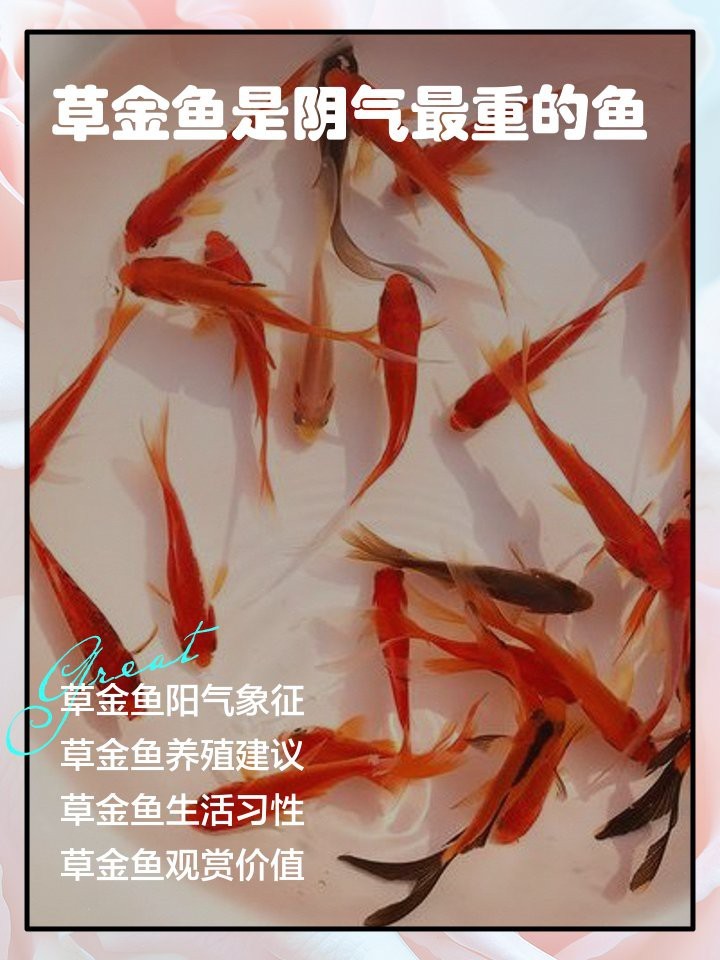 草金魚風(fēng)水寓意好不好