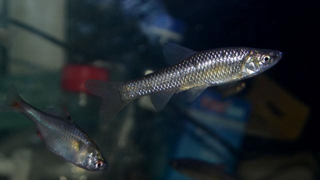 銀龍魚烹飪價格多少(銀龍魚多少錢)
