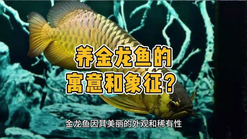 金龍魚的風水暗示什么