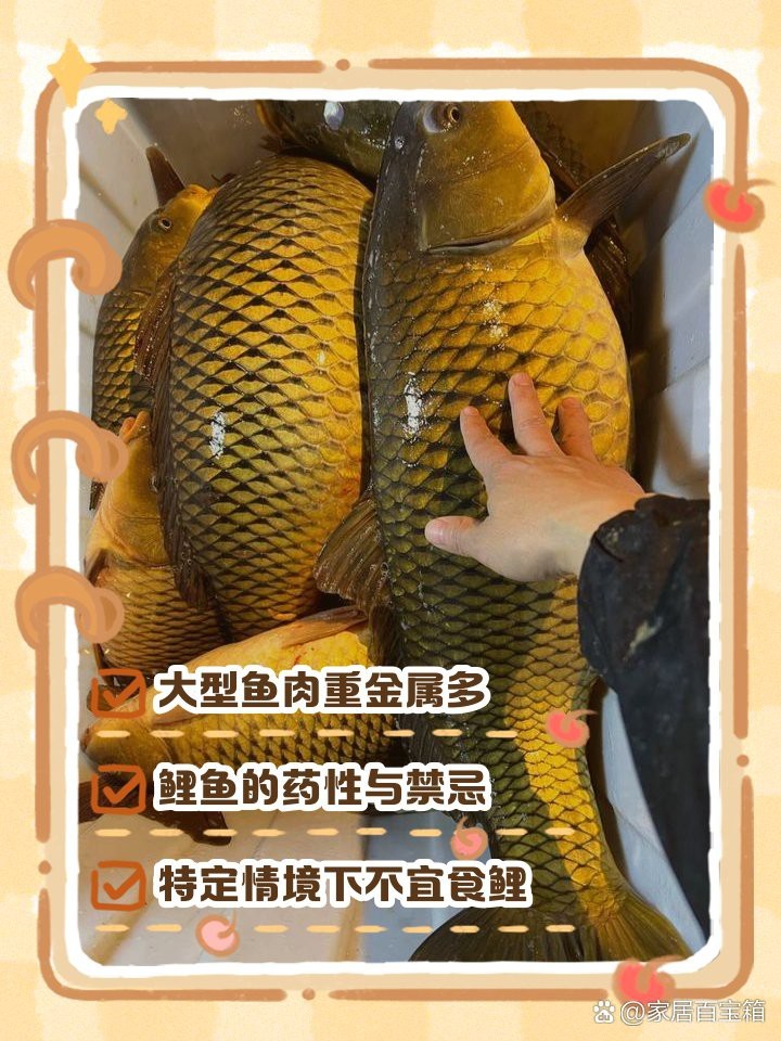七紋巨鯉最忌三種食物圖片