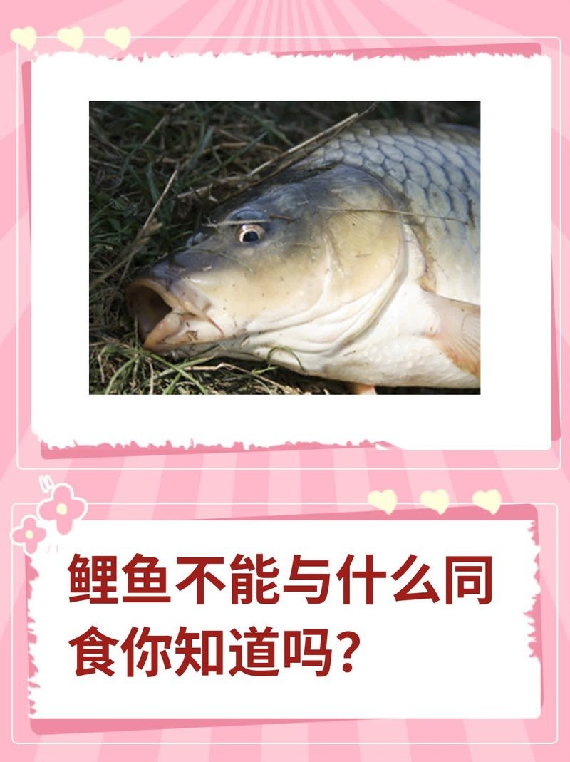 七紋巨鯉最忌三種食物圖片