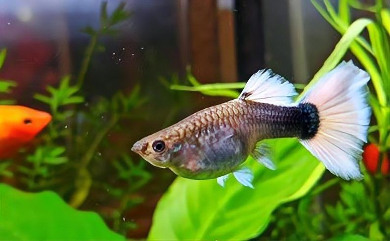 孔雀魚(yú)為啥叫死亡之魚(yú) 孔雀魚(yú)為啥叫死亡之魚(yú) 龍魚(yú)論壇 第6張