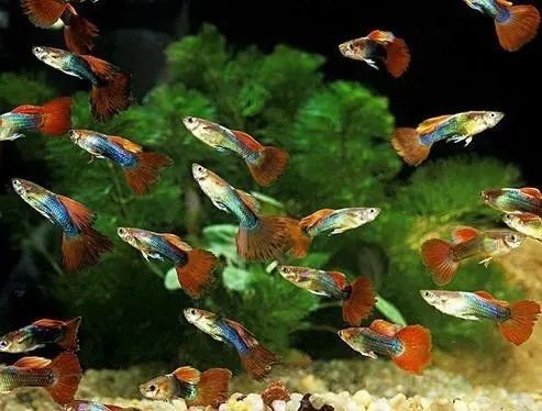 孔雀魚(yú)為啥叫死亡之魚(yú) 孔雀魚(yú)為啥叫死亡之魚(yú) 龍魚(yú)論壇 第7張