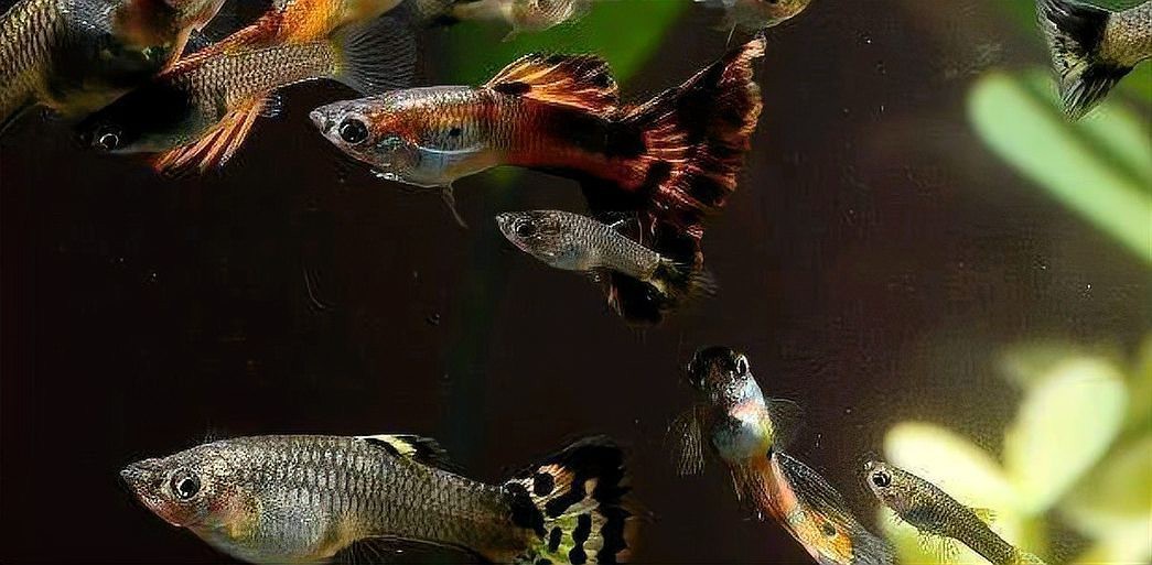 孔雀魚(yú)為啥叫死亡之魚(yú) 孔雀魚(yú)為啥叫死亡之魚(yú) 龍魚(yú)論壇 第9張