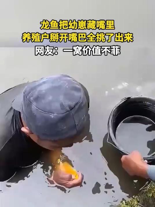 推薦一些適合龍魚的背景圖