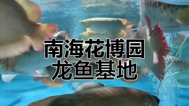 推薦一些適合龍魚的背景圖