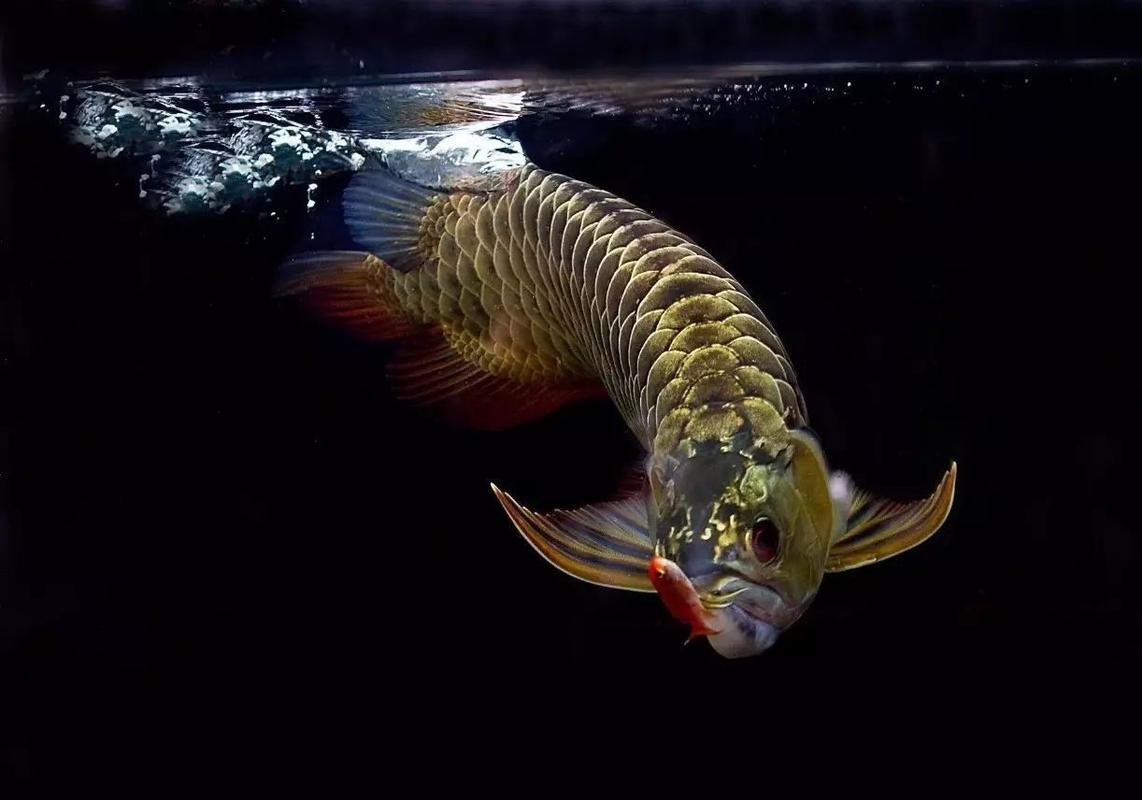 推薦一些適合龍魚的背景圖
