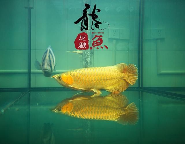 推薦一些適合龍魚的背景圖