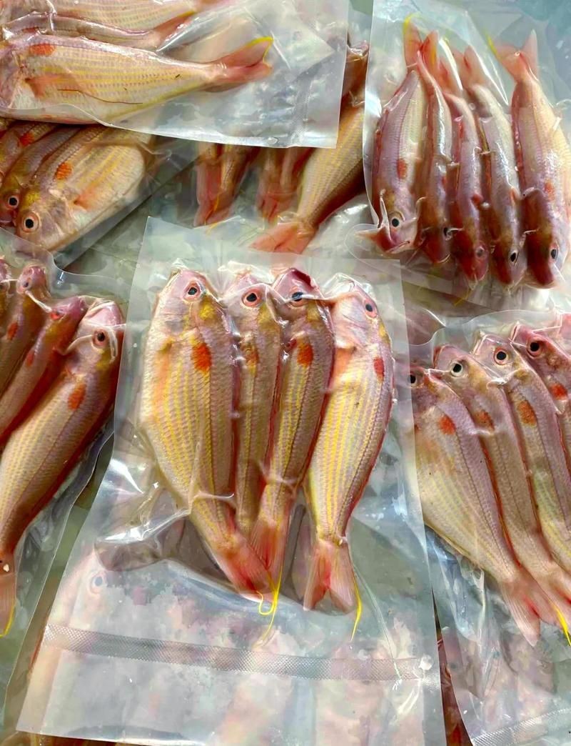 紅三線魚圖片