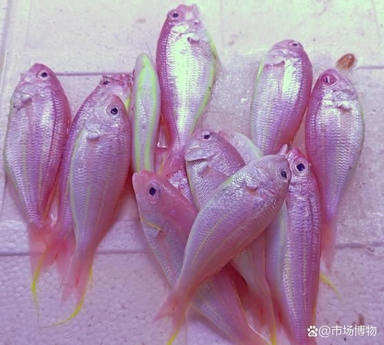 紅三線魚圖片