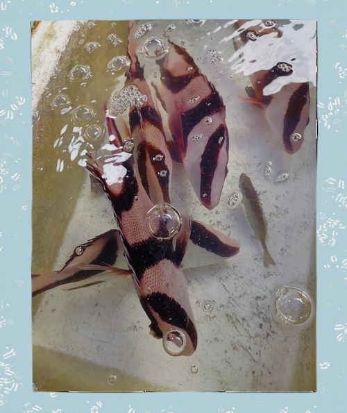 紅三線魚圖片