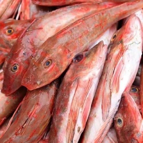 紅三線魚圖片