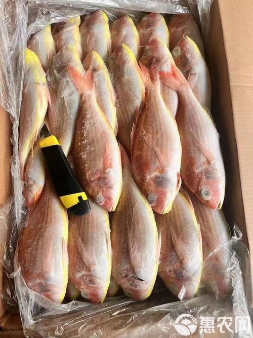 紅三線魚圖片