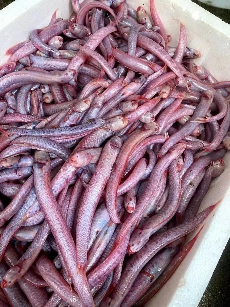 紅三線魚圖片