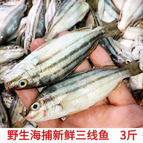 紅三線魚圖片