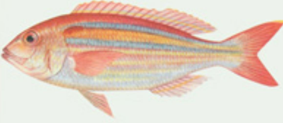 紅三線魚圖片