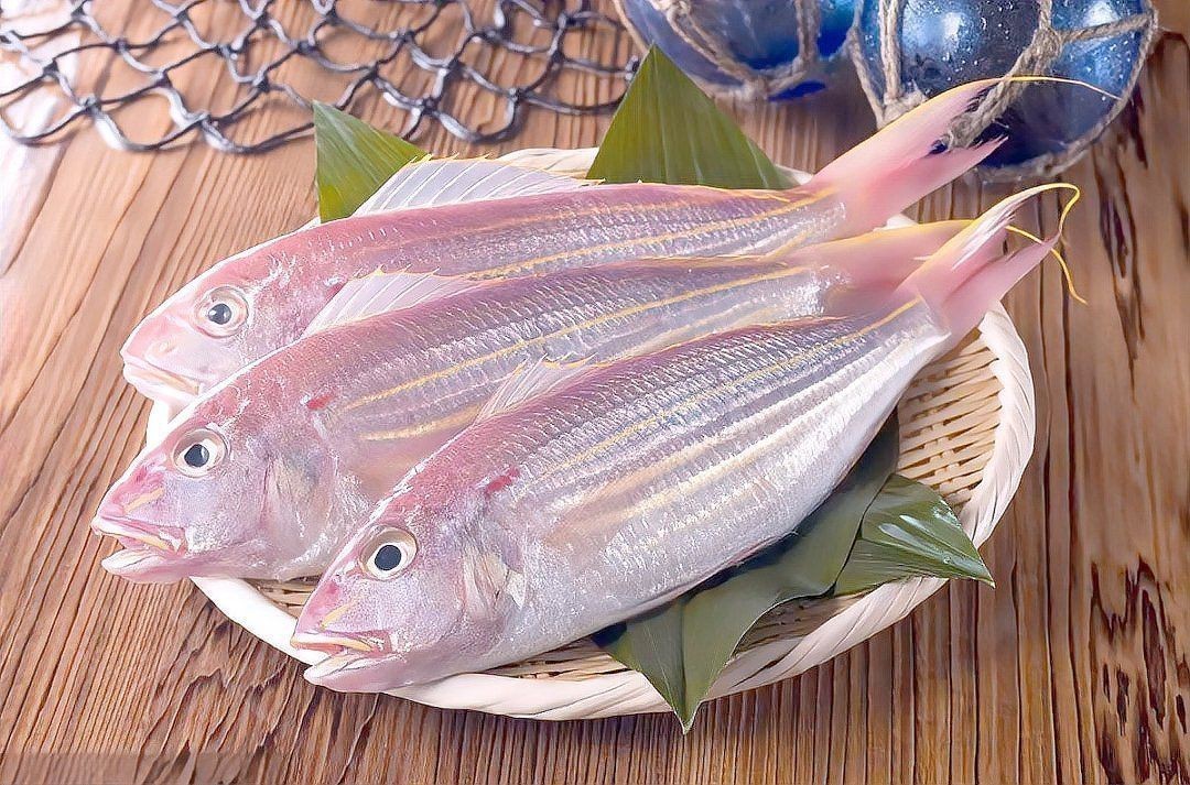 紅三線魚圖片