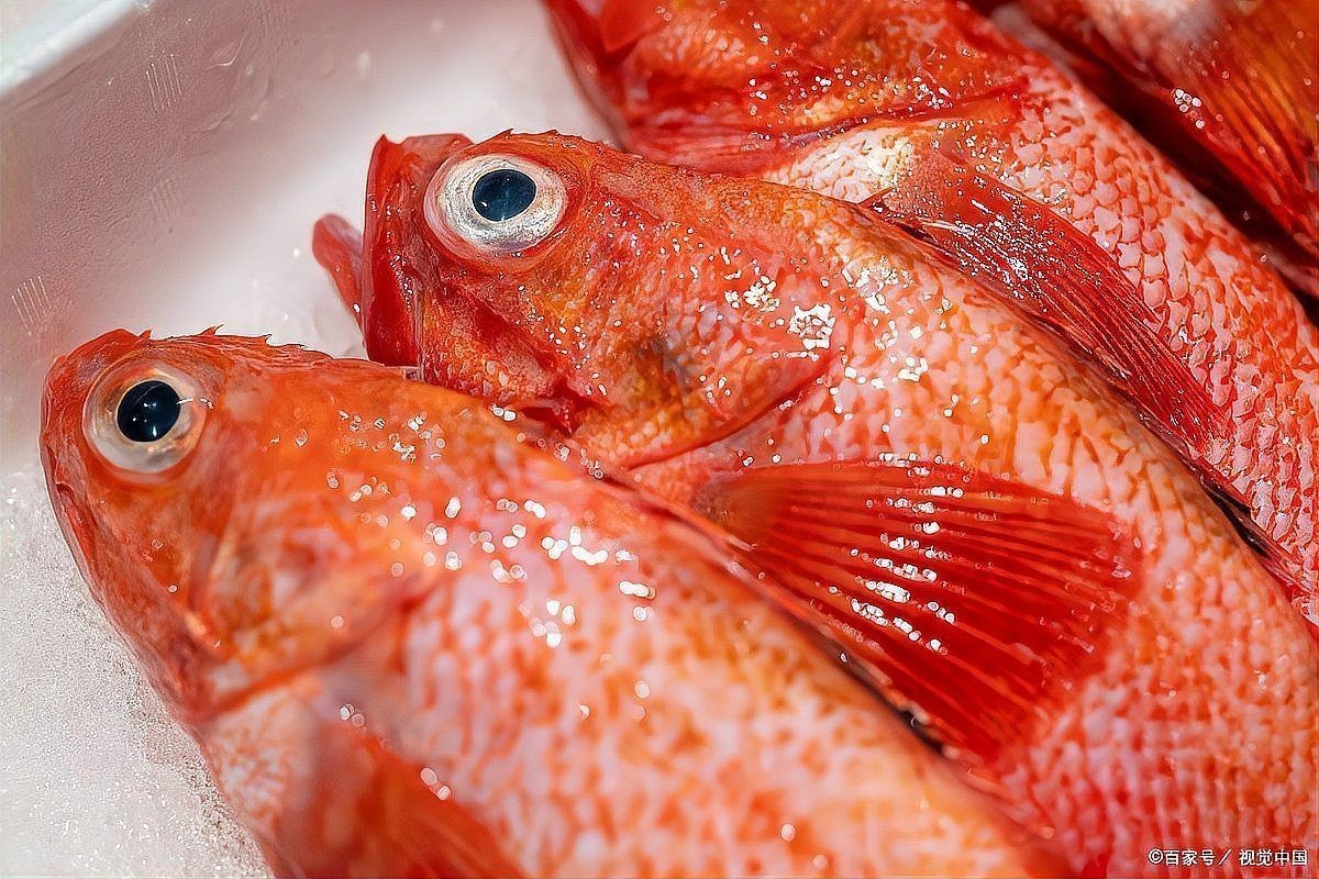 紅三線魚圖片