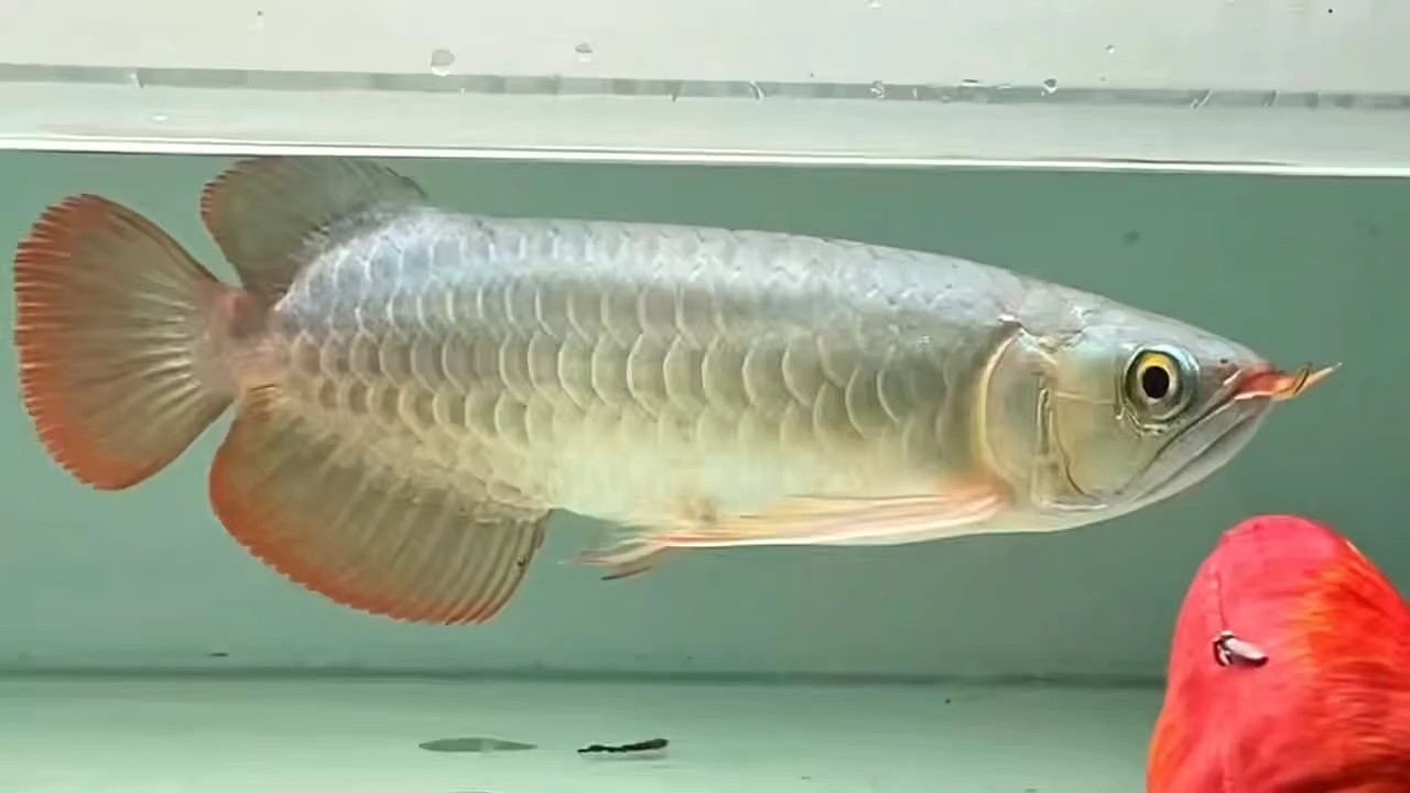魚(yú)商展示的樣子
