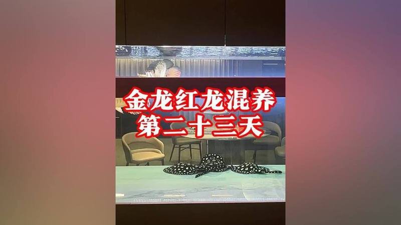 金龍和紅龍混養需要哪些特殊設備？