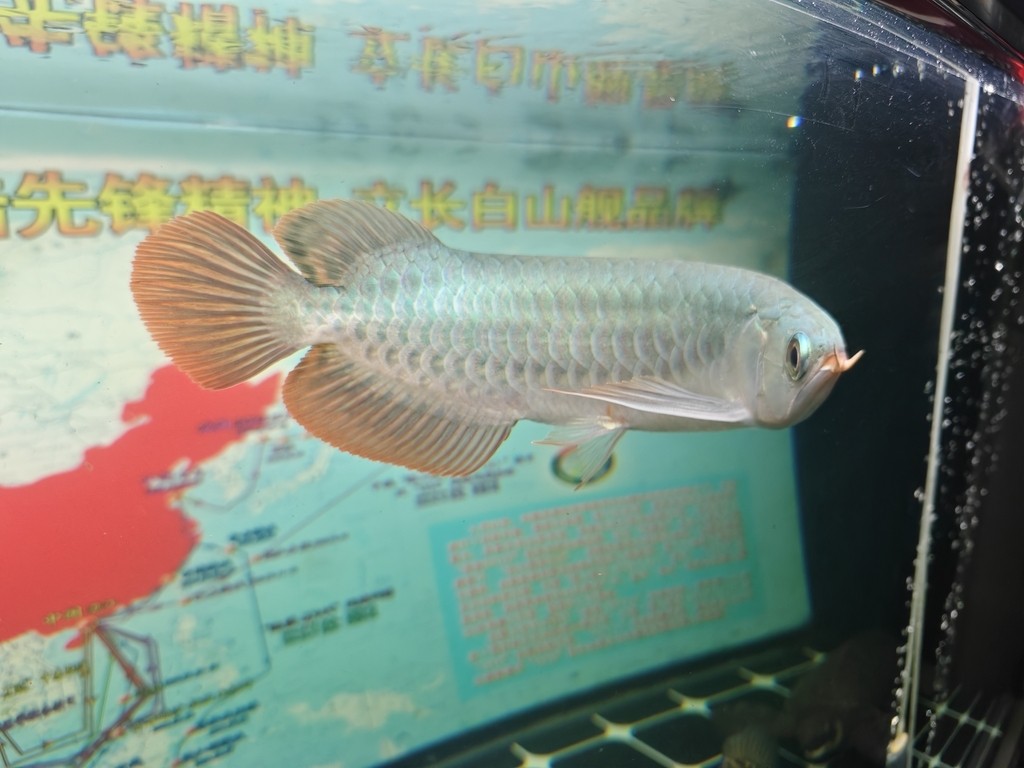 29公分小辣椒紅龍