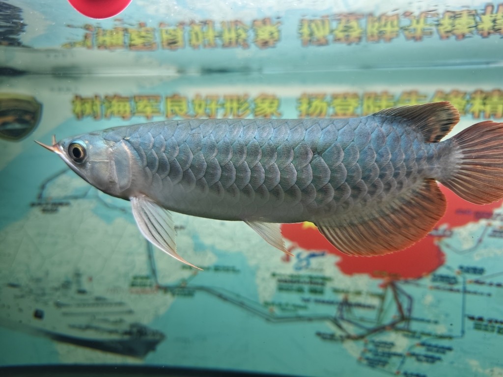 29公分小辣椒紅龍