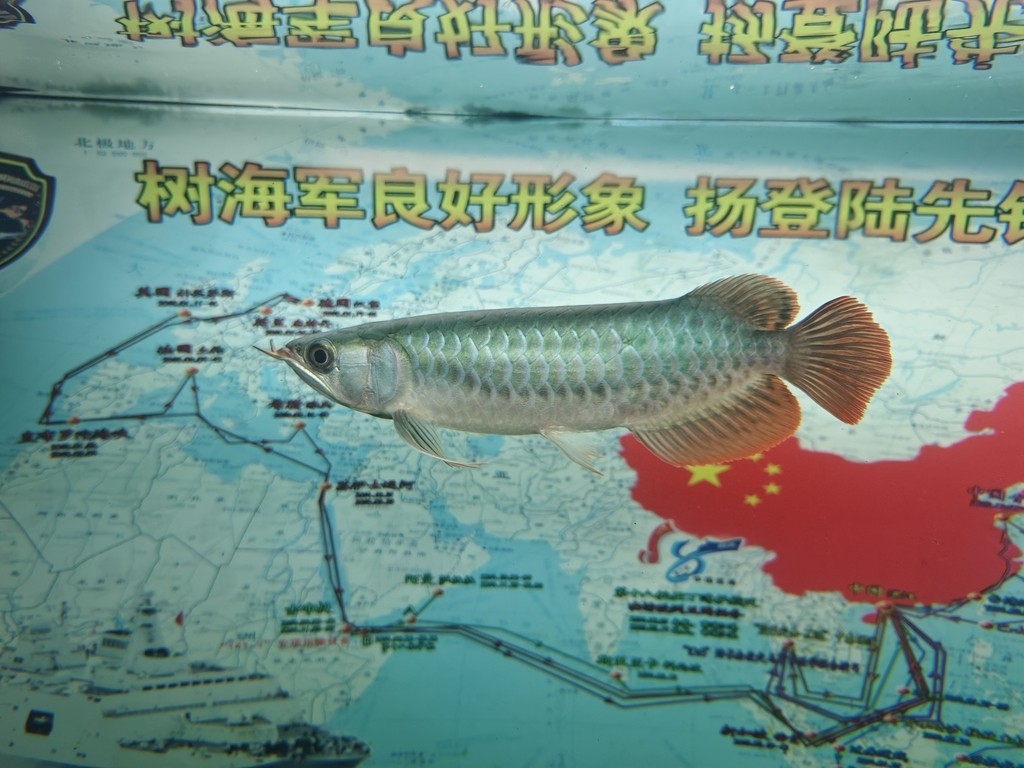 29公分小辣椒紅龍