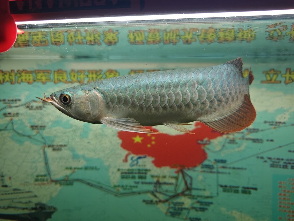 29公分小辣椒紅龍