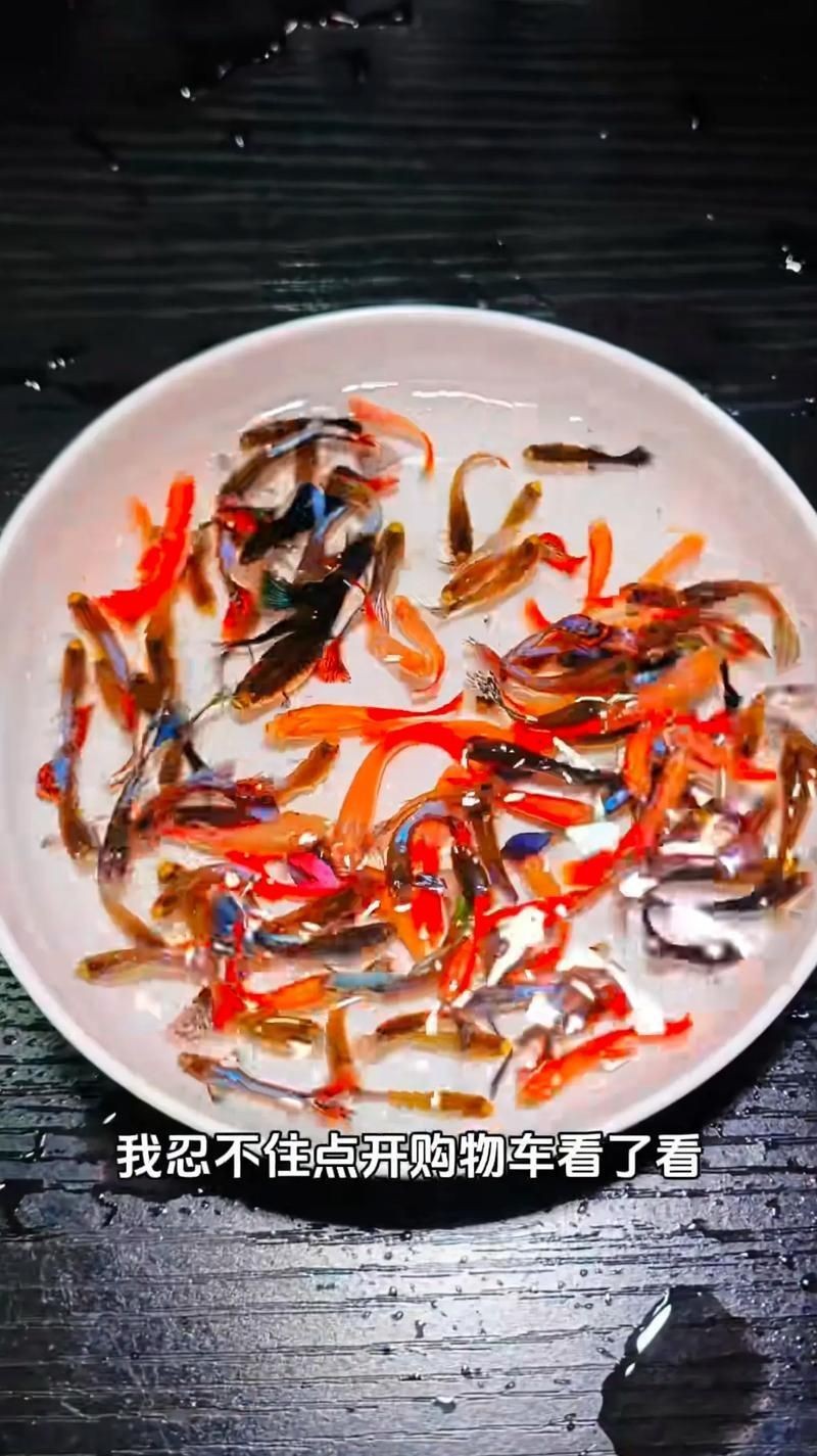 紅頭運魚圖片