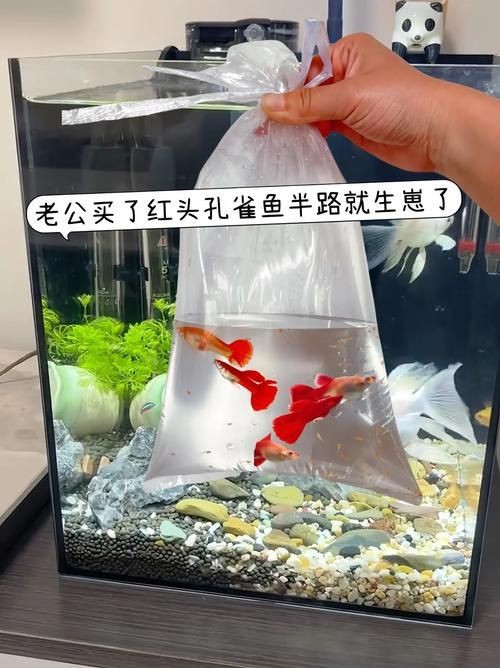 紅頭運魚圖片