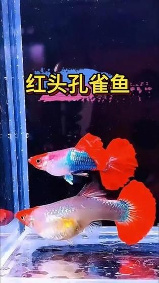 紅頭運魚圖片
