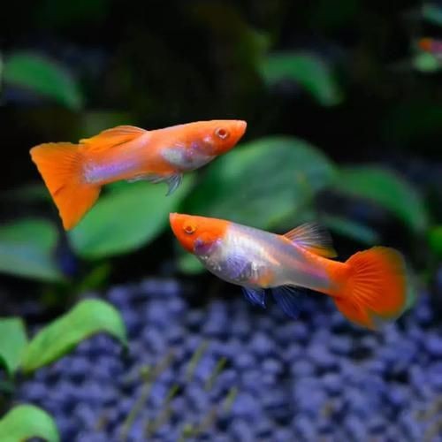 紅頭運魚圖片