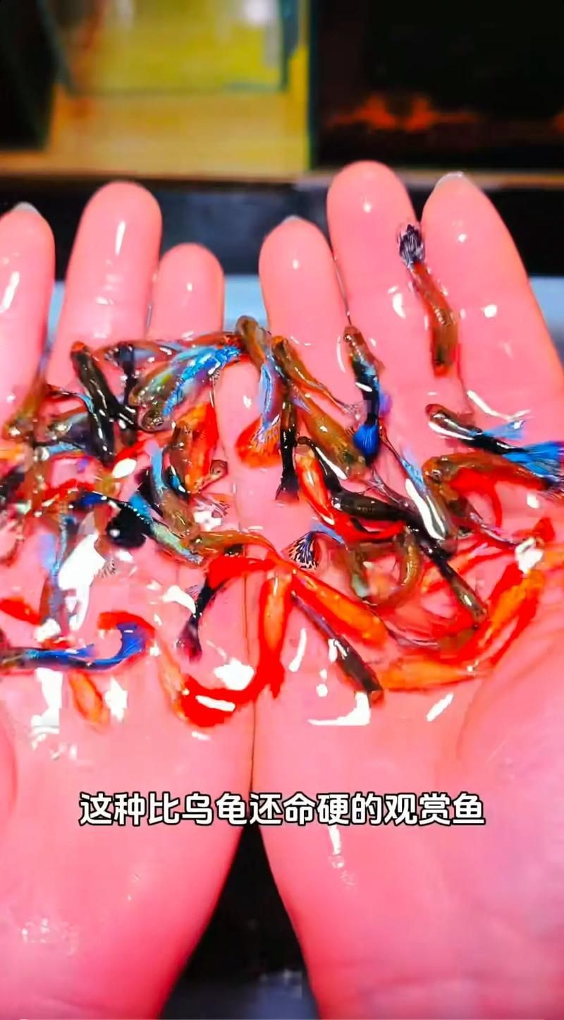 紅頭運魚圖片