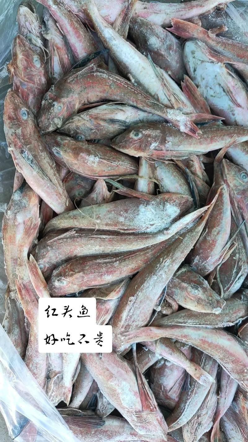 紅頭運魚圖片