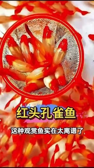 紅頭運魚圖片