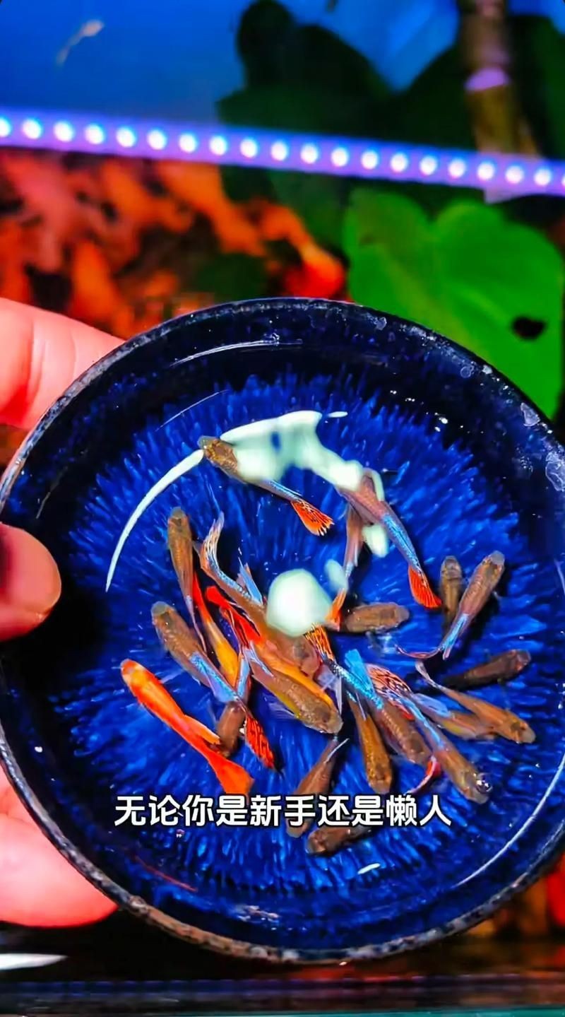 紅頭運魚圖片