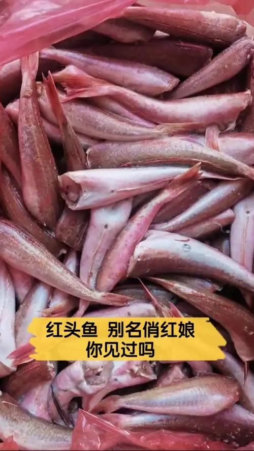 紅頭運魚圖片