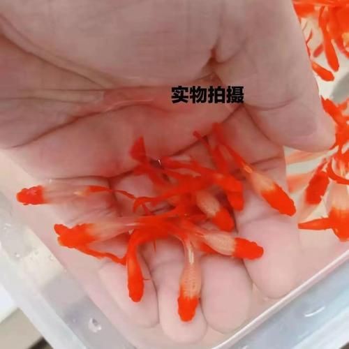 紅頭運魚圖片