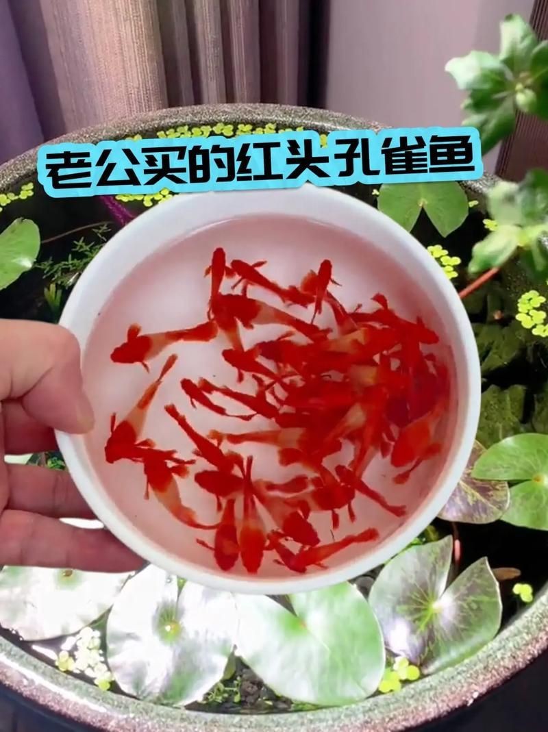 紅頭運魚圖片