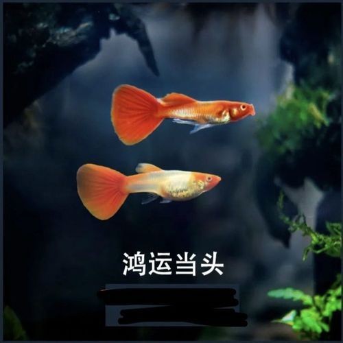 紅頭運魚圖片