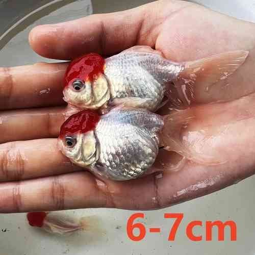 紅頭運魚圖片