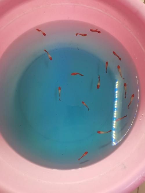 紅頭運魚圖片