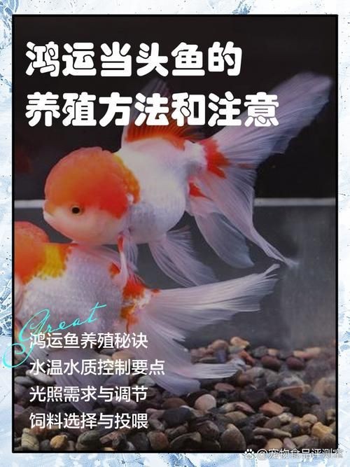 紅頭運魚圖片