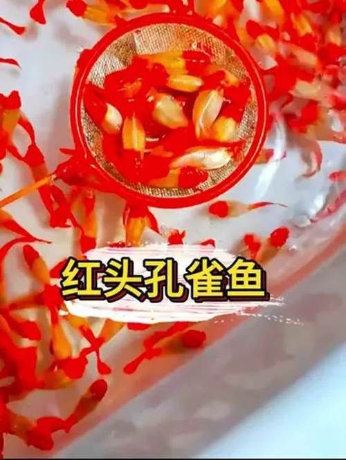 紅頭運魚圖片