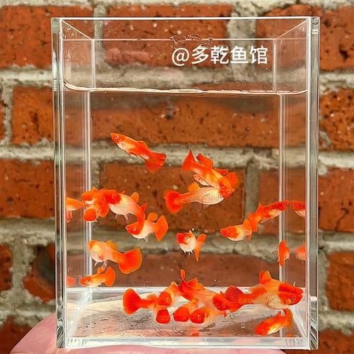 紅頭運魚圖片
