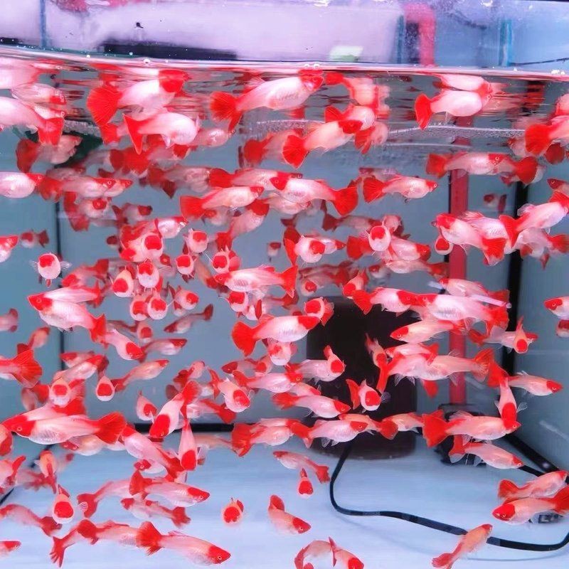 紅頭運魚圖片