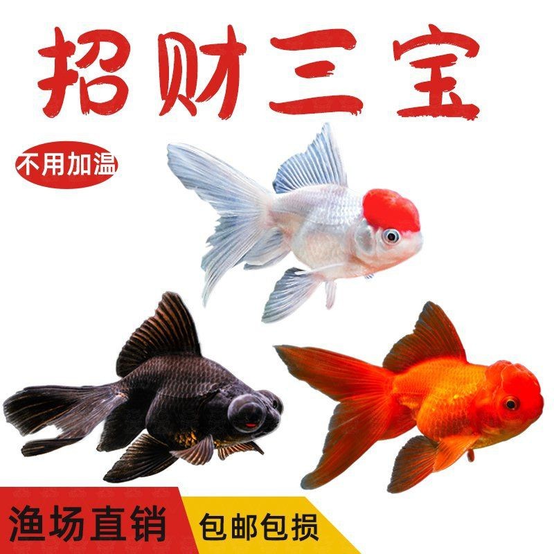 紅頭運魚圖片